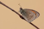 Coenonympha pamphilus Coenonympha pamphilus