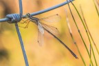 In un eventuale contest "Il posatoio", credo che mi classificherei verso il fondo.
D'altra parte, questo maschio di Lestes barbarus l era...

Critiche e commenti sono graditi
[url=http://postimg.org/image/5som0rcud/full/]H.R.[/url]