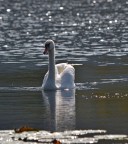 Primi scatti con sigma 150-500 Primi scatti con sigma 150-500