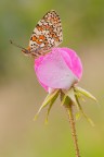 Melitaea phoebe Melitaea phoebe