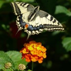 *** Lantana *** *** Lantana ***