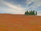 Cipressi-Val d'orcia