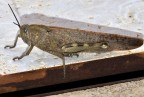 Locusta migratoria