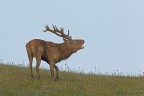 Bramito del Cervo