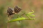 Mantide religiosa Mantide religiosa