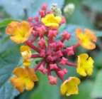 Troppo bello! Troppo bello!