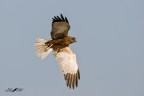 Falco di palude in virata