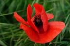 Rouge Rouge