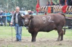 Una tradizione della Valle D'Aosta. Le mucche sono animali pacifici, ma anche loro lottano per la supremazia, per fortuna senza farsi troppo male, solo qualche corna rotta, ogni tanto.
Qui una sequenza non consecutiva, ma con alcuni momenti rappresentativi della manifestazione.