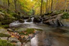 Il bosco del Dardagna - Appennino Tosco Emiliano