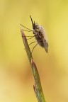 Uno scatto di questo piccolo Bombylius trovato l'anno scorso.
Avrei voluto illuminare meglio la parte in ombra ma non ce l'ho fatta :)
Treppiede,plamp,panellini e scatto remoto 

HR: http://postimg.org/image/46pboerdr/full/ 

Critiche e consigli sono molto graditi ed apprezzati 

Un saluto a tutti,Tamara