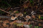 Funghi di bosco