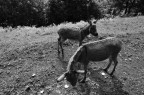 Il puledrino pascola e mangia insieme alla mamma