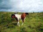 Free Horses Free Horses