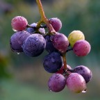 *** Pioggia di reclame *** *** Pioggia di reclame ***