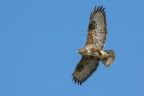 Poiana (Buteo buteo) Poiana (Buteo buteo)
