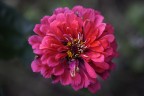 sony a7r
Leica-R Apo-elmarit 100mm macro f/2.8