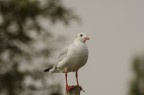 Un gabbiano per niente impaurito dal fotografo