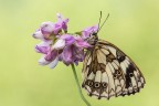 Melanargia galathea