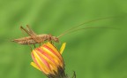 Oecanthus pellucens...