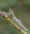 Mantide... Mantide...