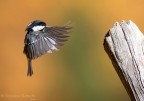Landing Landing