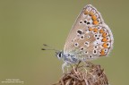 Aricia agestis Aricia agestis