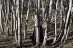 with trees