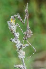 Empusa pennata... Empusa pennata...