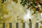 giardino d'autunno