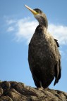 Cormorano Cormorano