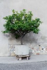 Limoni Limoni