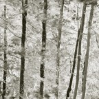 contest alberi contest alberi