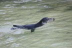 Pinguino delle galapagos