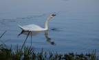 Cigno in riva al lago