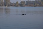 Anatre in riva al lago (Mantova)