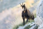 Il camoscio più bello del mondo! Il camoscio più bello del mondo!