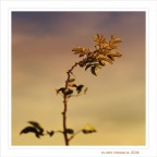 Ori...d'autunno. Ori...d'autunno.