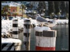 gabbiani sul porto innevato
Torbole sul garda (TN)
Canon 5D + 24-70
gennaio 2006

Vi piace?

:-) Zila