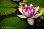 Ninfea Ninfea