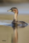 Parco Nazionale del Circeo. Spaventato dall'arrivo di diversi Cormorani  finito davanti al mio obiettivo.