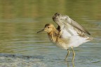 Combattente (Philomachus pugnax)