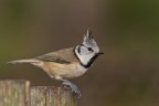 Cincia dal ciuffo-Laphophanes cristatus