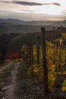 autunno nelle Langhe 3 autunno nelle Langhe 3