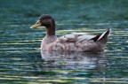 nikon d7100+tammy 150-600

f6,3, 1/320, iso 800, 400mm