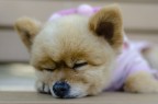 Solo un cane Solo un cane