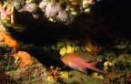 Anthias anthias... (c'est moi) Anthias anthias... (c'est moi)