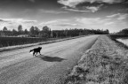 dog day afternoon