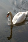 Cigno1 Cigno1