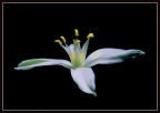 Ornithogalum umbellatum 2 Ornithogalum umbellatum 2